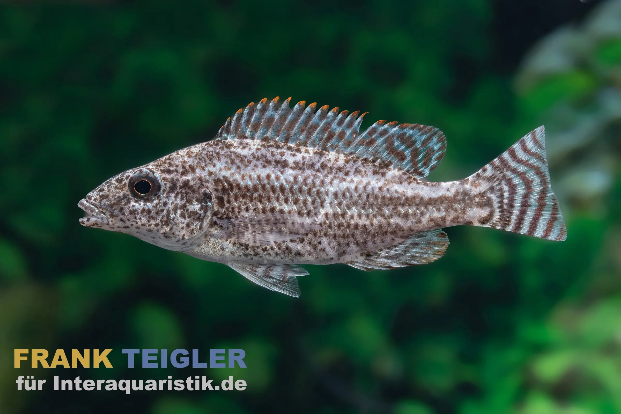Incubateur buccal à museau, Nimbochromis linni
