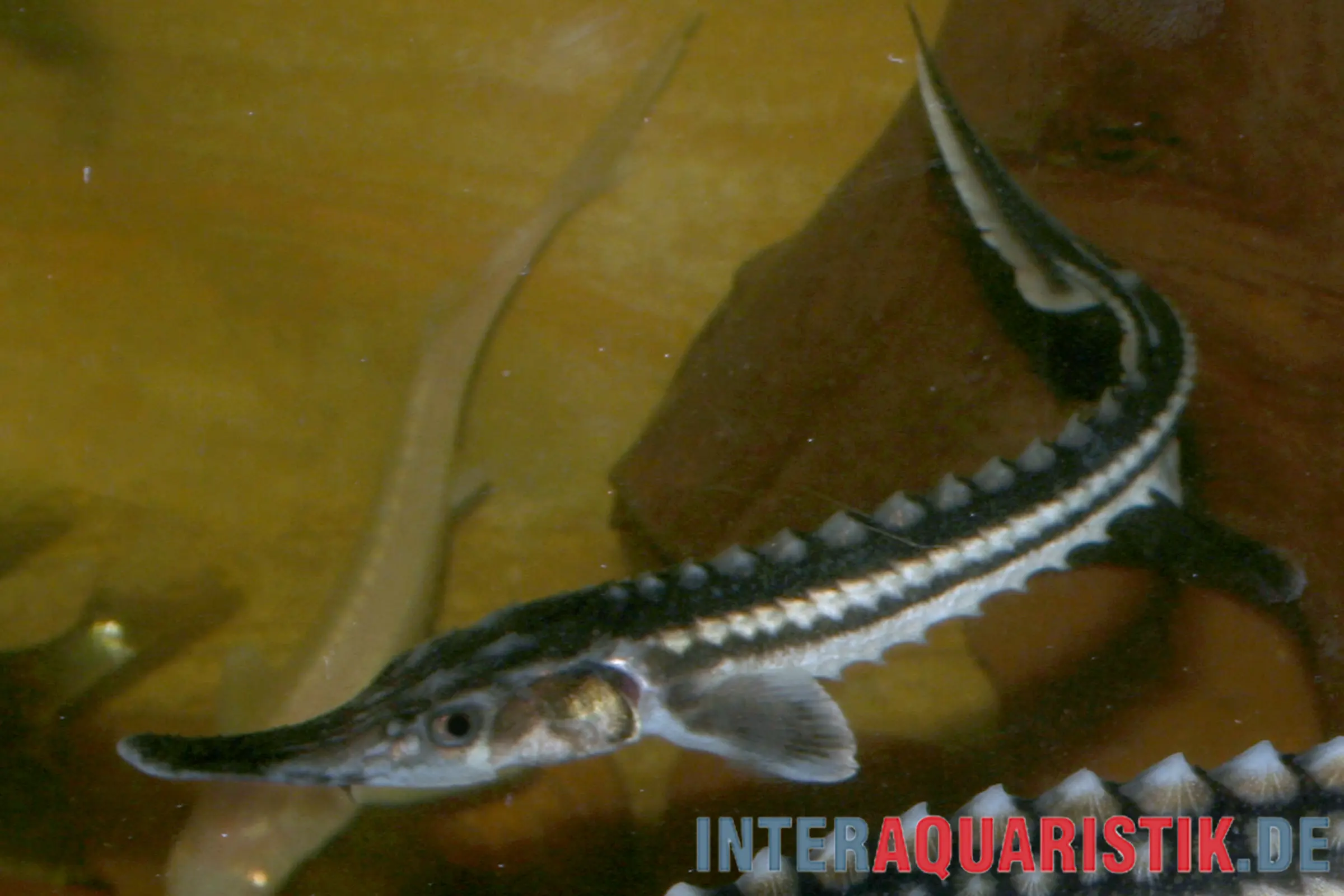 Esturgeon étoilé, Acipenser stellatus (eau froide), 50-55 cm