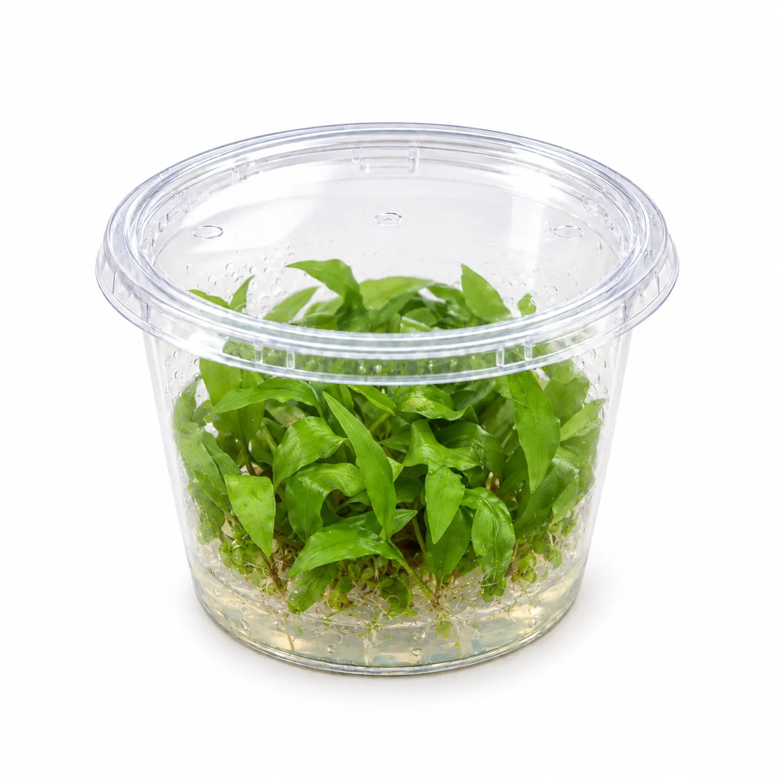 Cryptocoryne wendtii "Broad Leaf", In Vitro