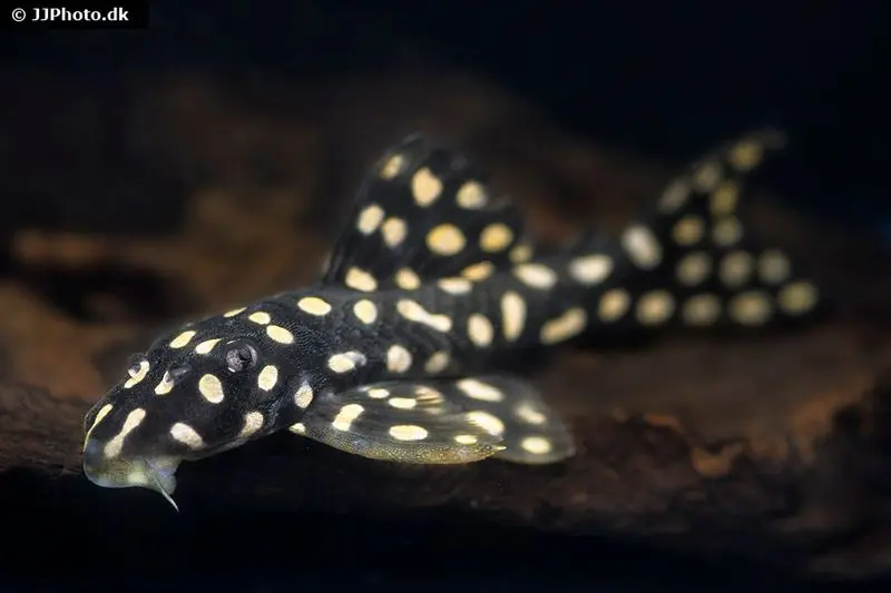 Silure cuirassé à taches opales, L82, Scobinancistrus raonii, 3,5-5 cm