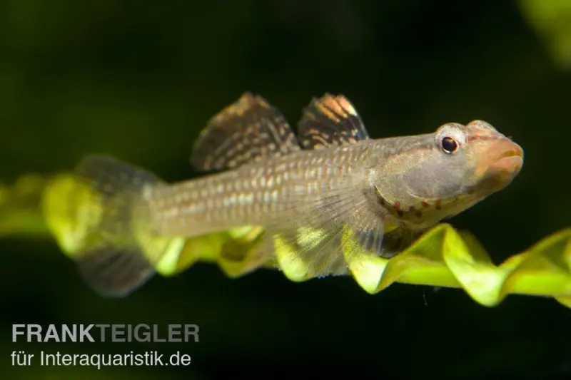 Gobie à joues blanches, Rhinogobius duospilus