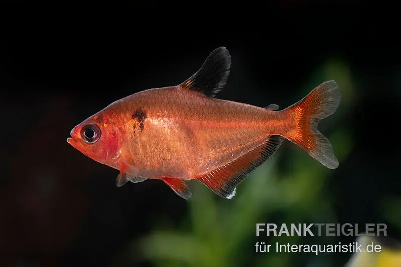 Tétra sanglant, Hyphessobrycon eques, DNZ (élevage allemand) Super-Rouge