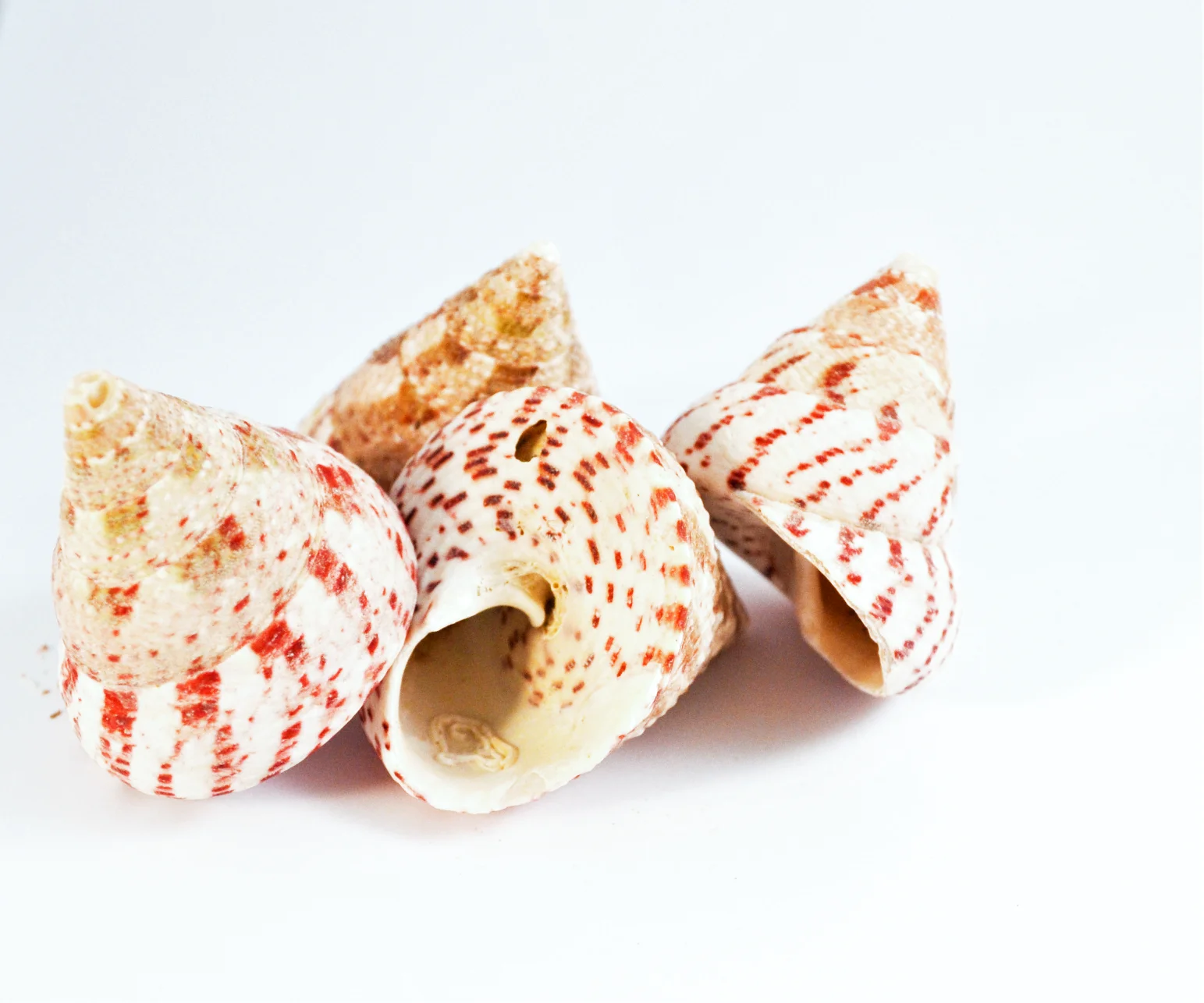 Coquille d’escargot conique, rose, 3-5 cm, 3 pièces