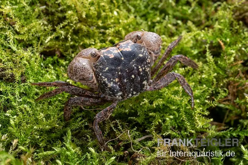 Crabe marbré, Metasesarma obesum (Batik Crab)