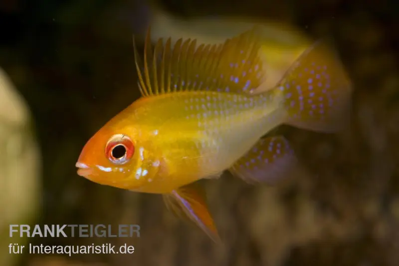 ramirezi doré, Mikrogeophagus ramirezi gold, élevage allemand