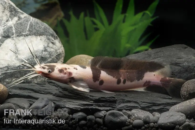 Poisson-chat marcheur marbré, Clarias batrachus