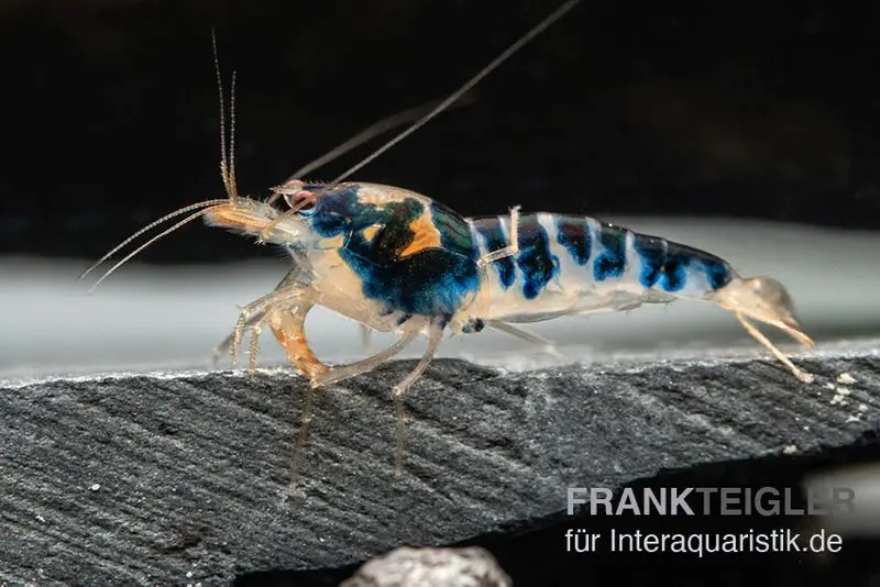 Crevette Blue Calceo, Caridina sp.