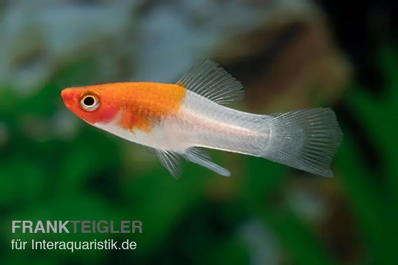 Porte-épée koi rouge-blanc (tancho), Xiphophorus helleri