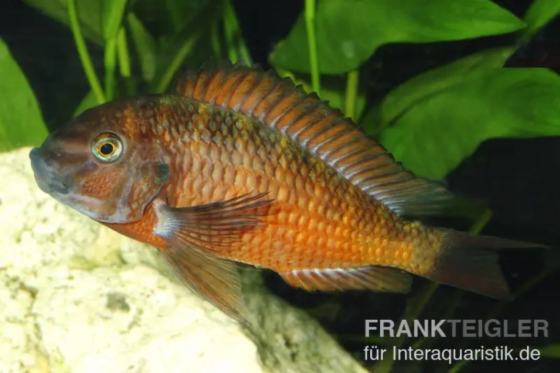 Moorii à bande caudale rouge, Tropheus moorii « Moliro », issu d’élevage