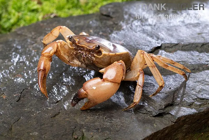 Crabe d’eau douce doré, Parathelphusa sarasinorum, sélection aléatoire