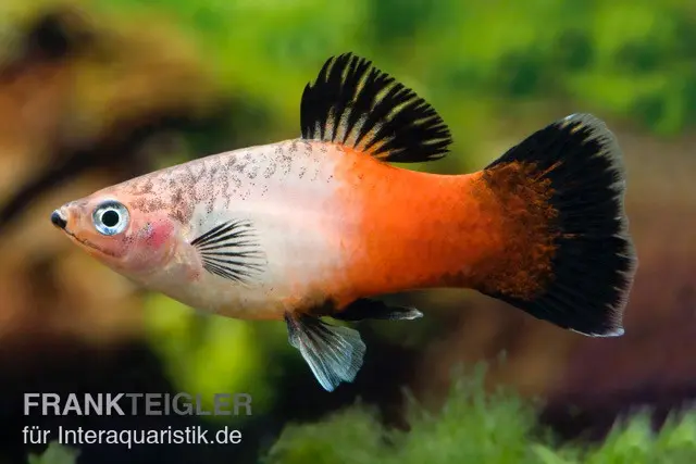 Platy tricolore Showa, Xiphophorus maculatus