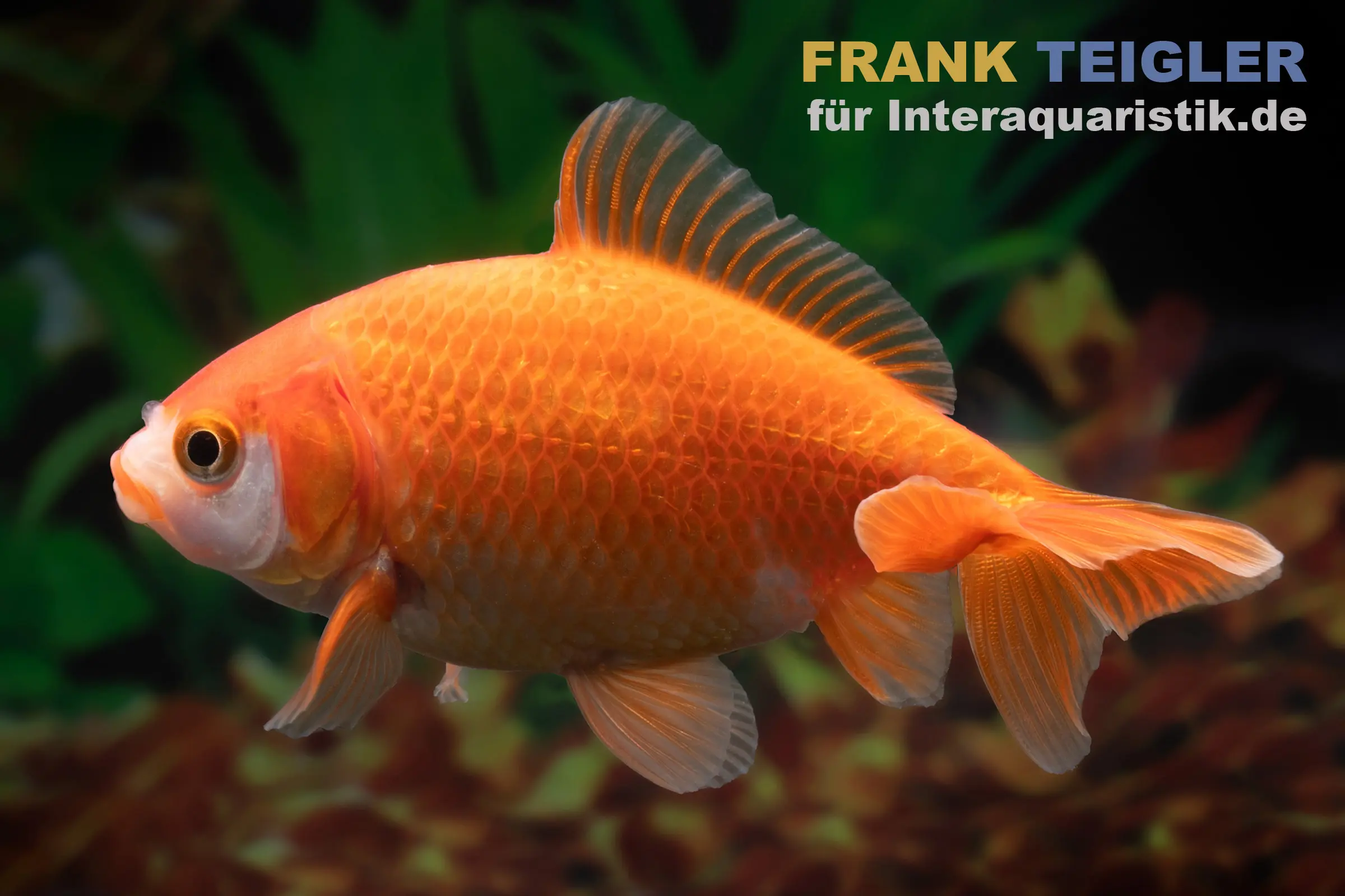 Poisson rouge Wakin rouge, Carassius auratus, 6-7 cm (eau froide)