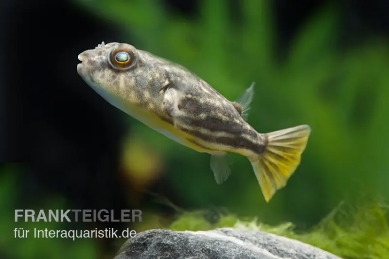 Tétrodon du Nil, Tetraodon fahaka (lineatus), 5-6 cm