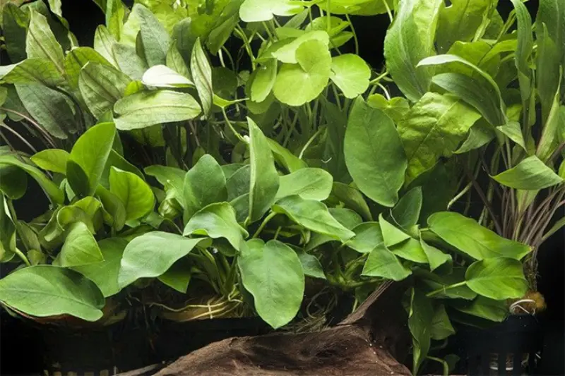 Assortiment de plantes d’aquarium « Ombre » pour aquarium de 80 cm, set de plantes d’aquarium