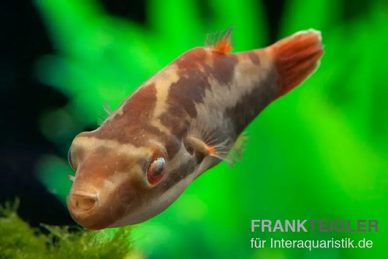 Poisson-globe à crête, Carinotetraodon irrubesco (poisson-globe à queue rouge)
