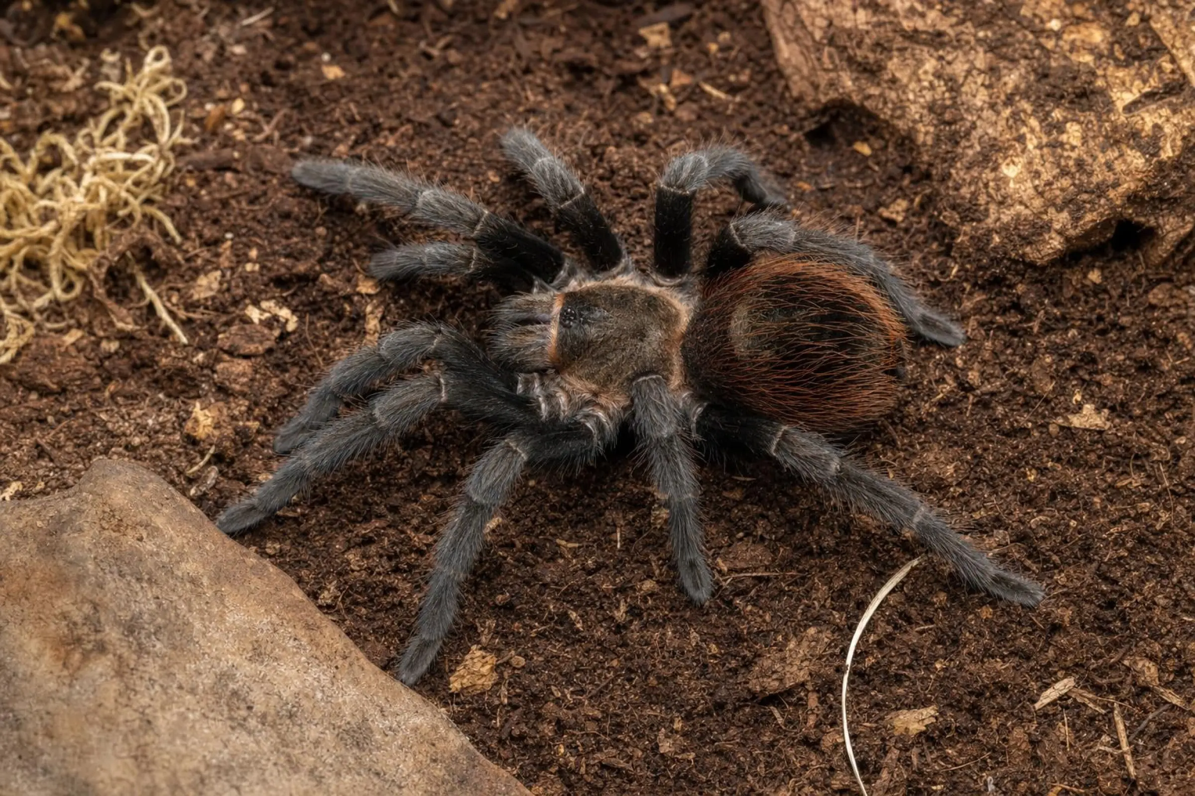 Mygale du Yucatán, Tliltocatl epicureanum