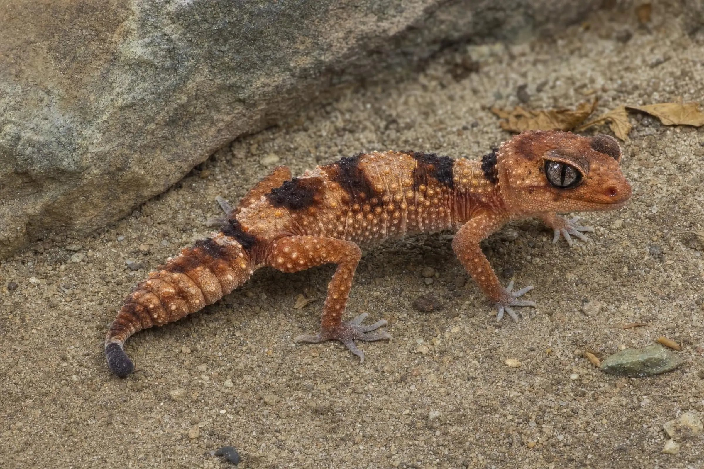 Gecko à queue en bouton annelée du Nord, Nephrurus cinctus