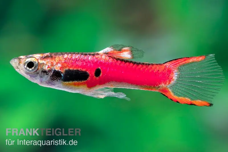 Endler guppy magenta, Poecilia wingei