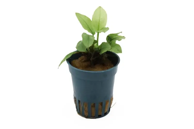 Anubias naine « Jade », Anubias nana « Jade », en pot