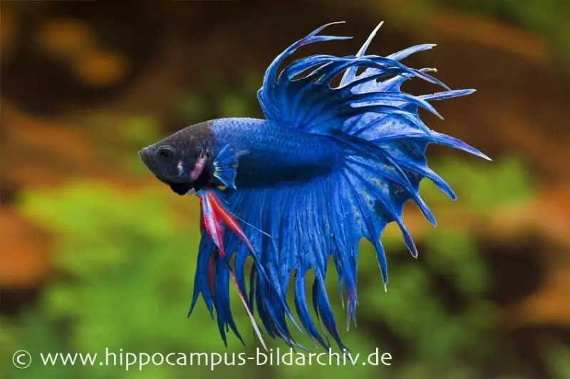 Combattant Crown Tail bleu, mâle, Betta splendens