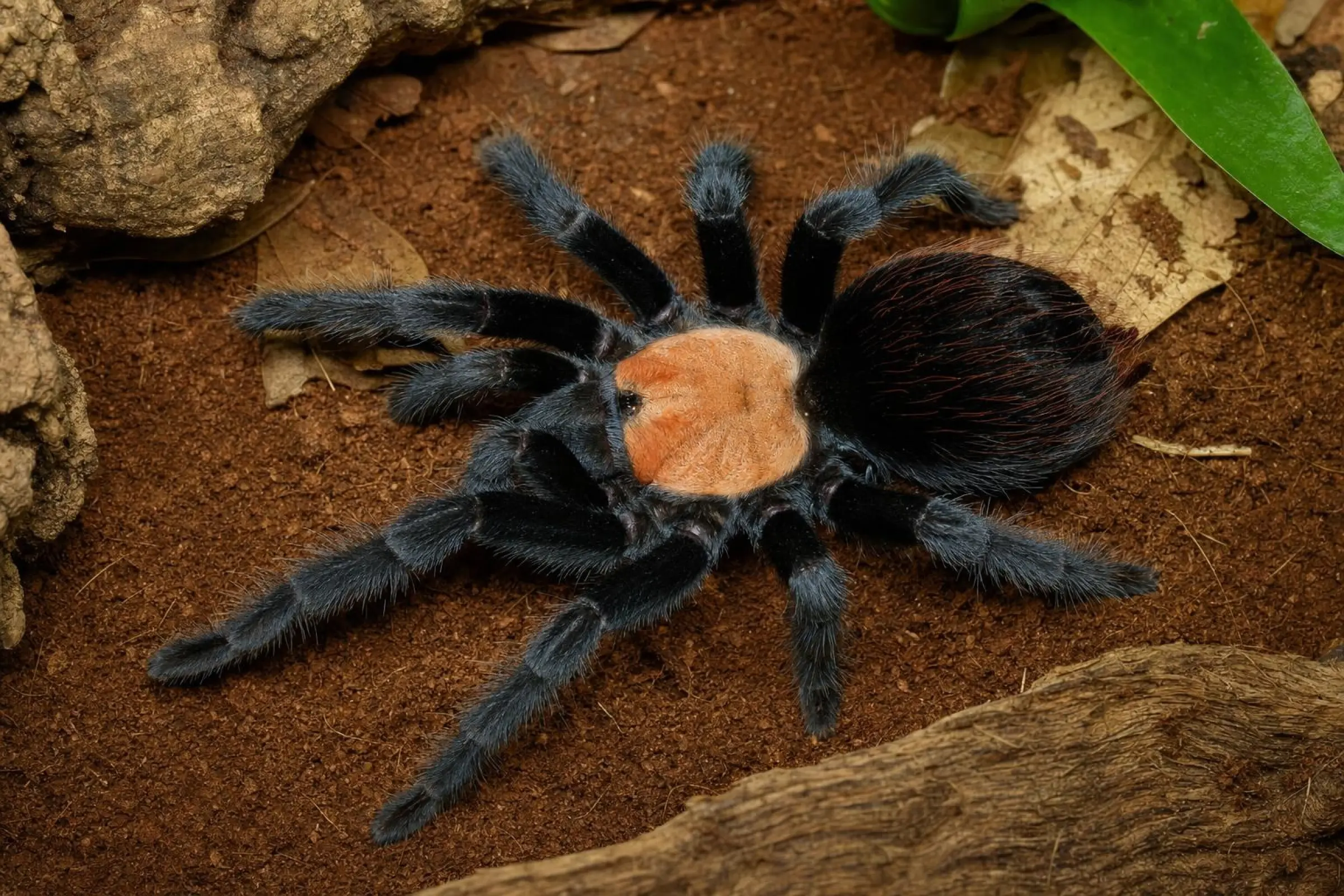 Mygale mexicaine à dos doré, Brachypelmal albiceps