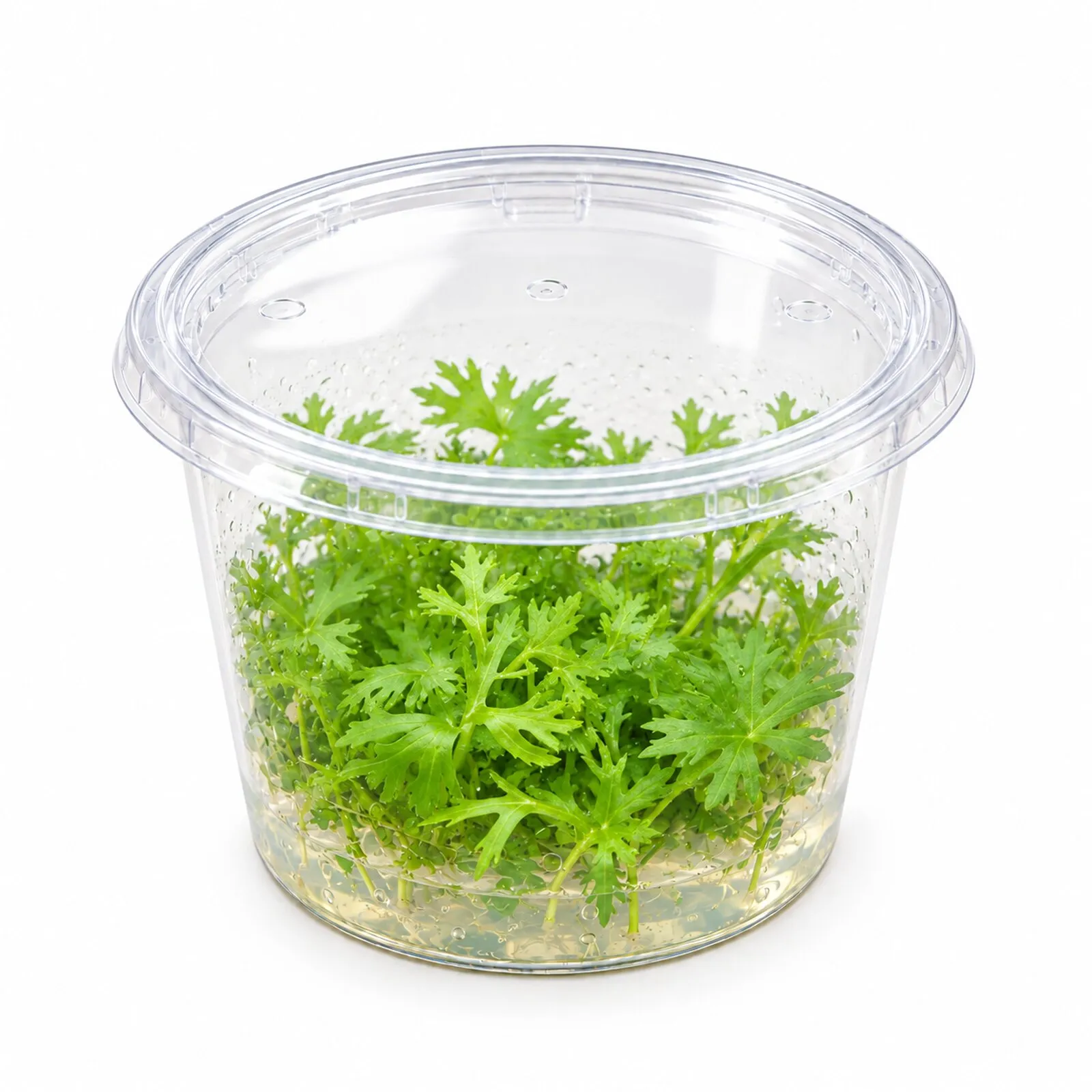 Renoncule des rivières, Ranunculus inundatus, In Vitro