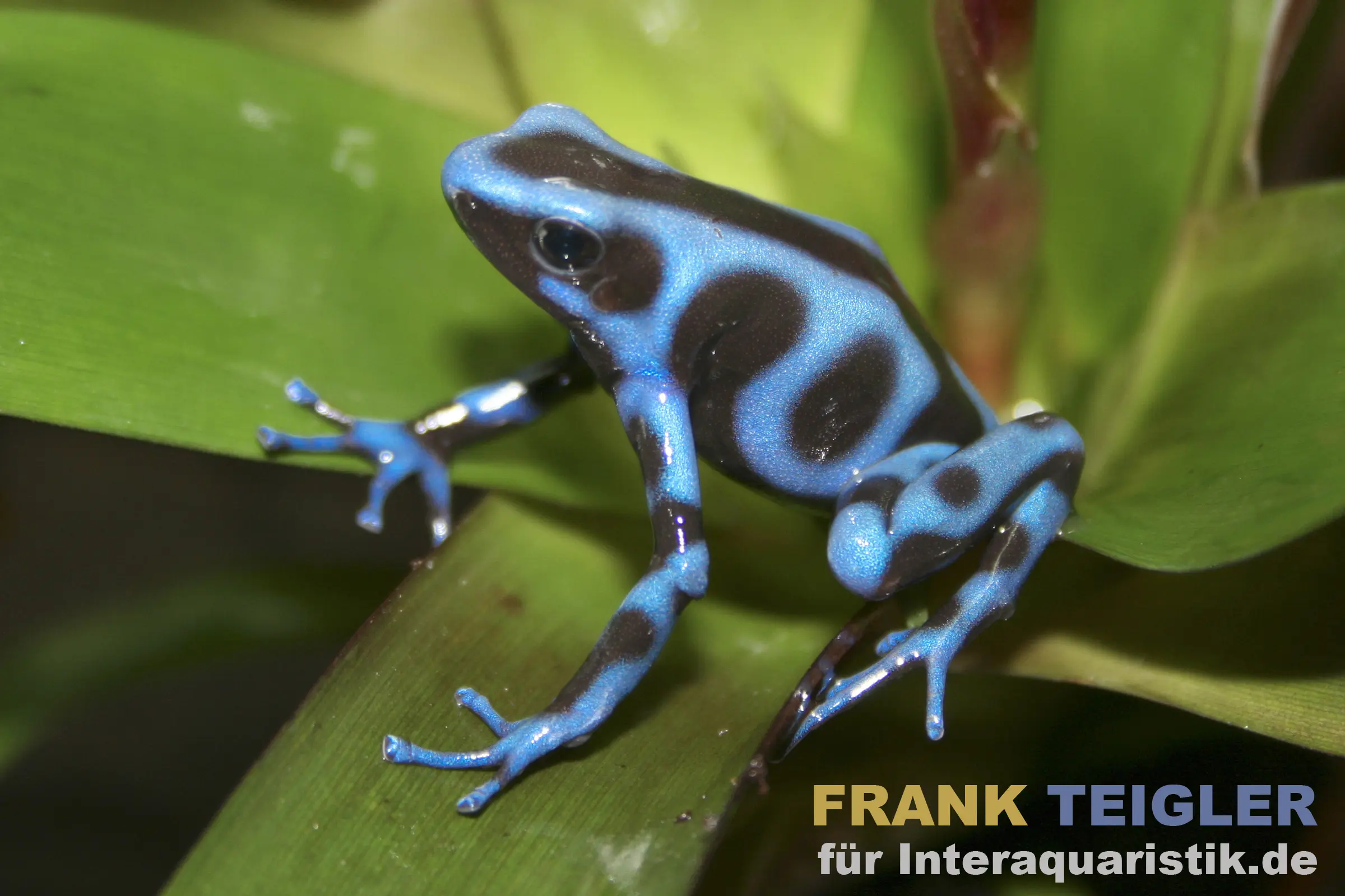 Dendrobate doré « Super Blue », Dendrobates auratus
