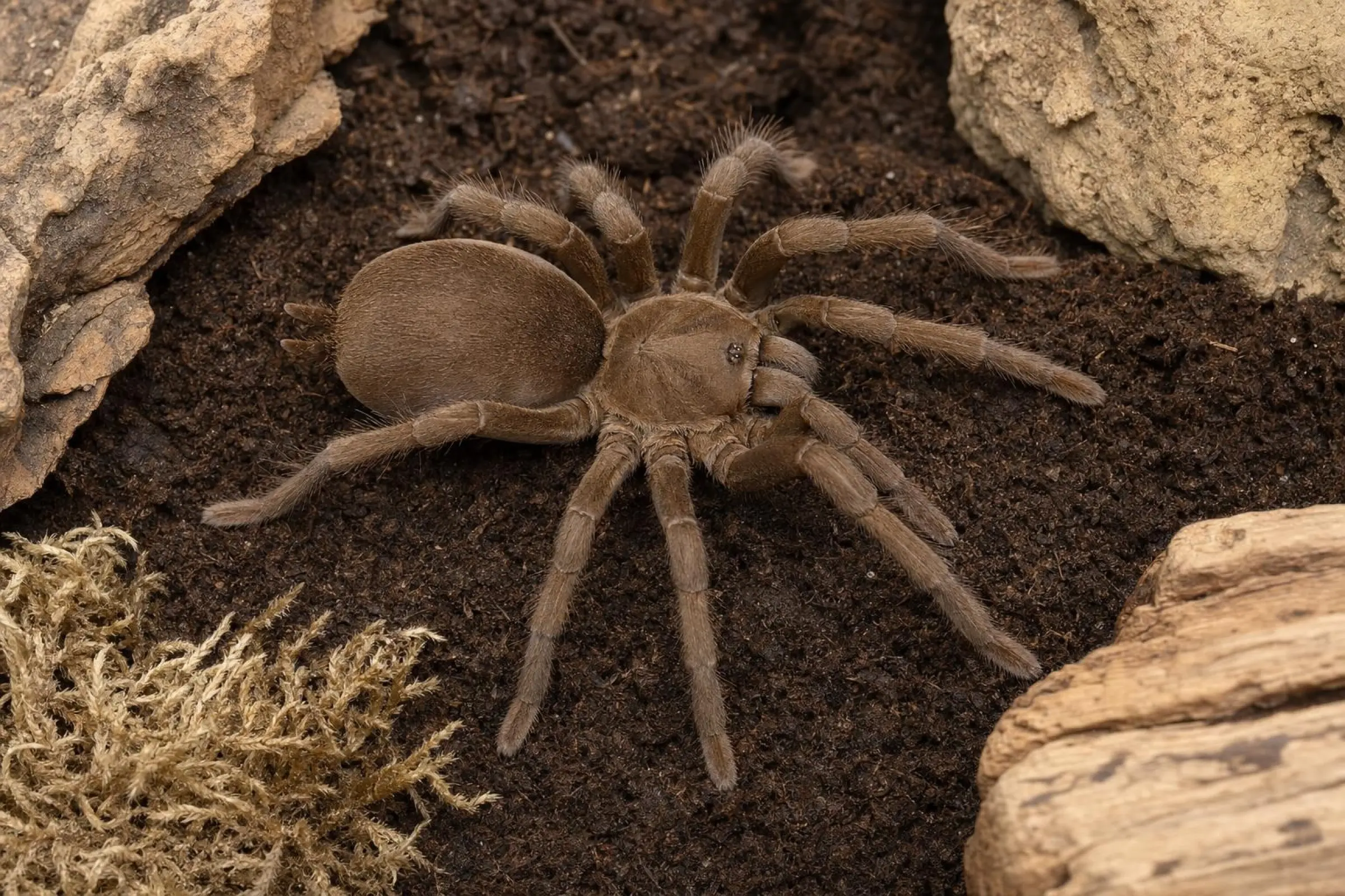Mygale siffleuse du Queensland, Selenocosmia crassipes