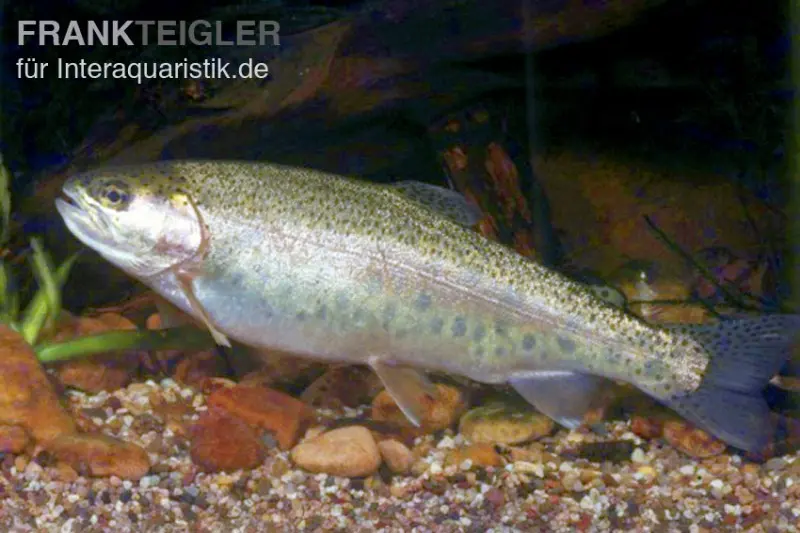 Truite arc-en-ciel, Oncorhynchus mykiss, 15-17 cm (eau froide)
