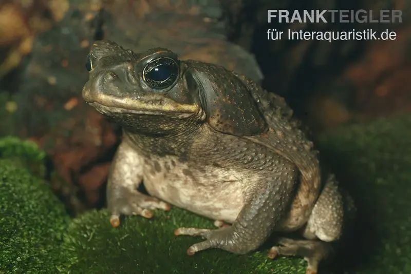 Crapaud aga, Bufo marinus