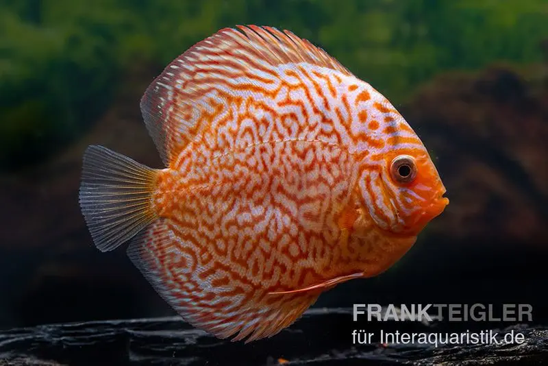 Discus élevage asiatique, Symphysodon discus Leopard green