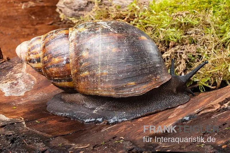Grand escargot géant africain, Archachatina marginata ovum