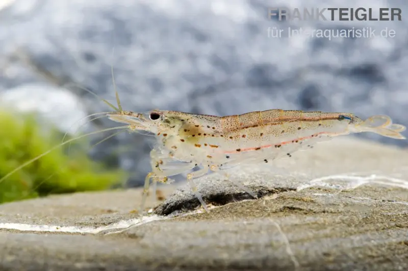 Crevette Amano, Caridina multidentata
