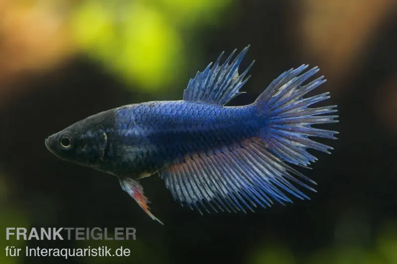 Combattant Crown Tail bleu, femelle, Betta splendens