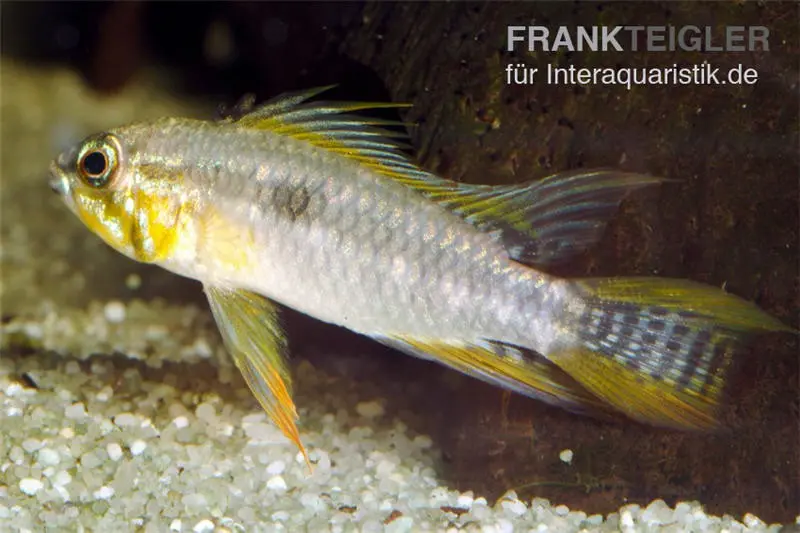 Cichlidé nain à deux bandes, Apistogramma bitaeniata yellow (par paire)