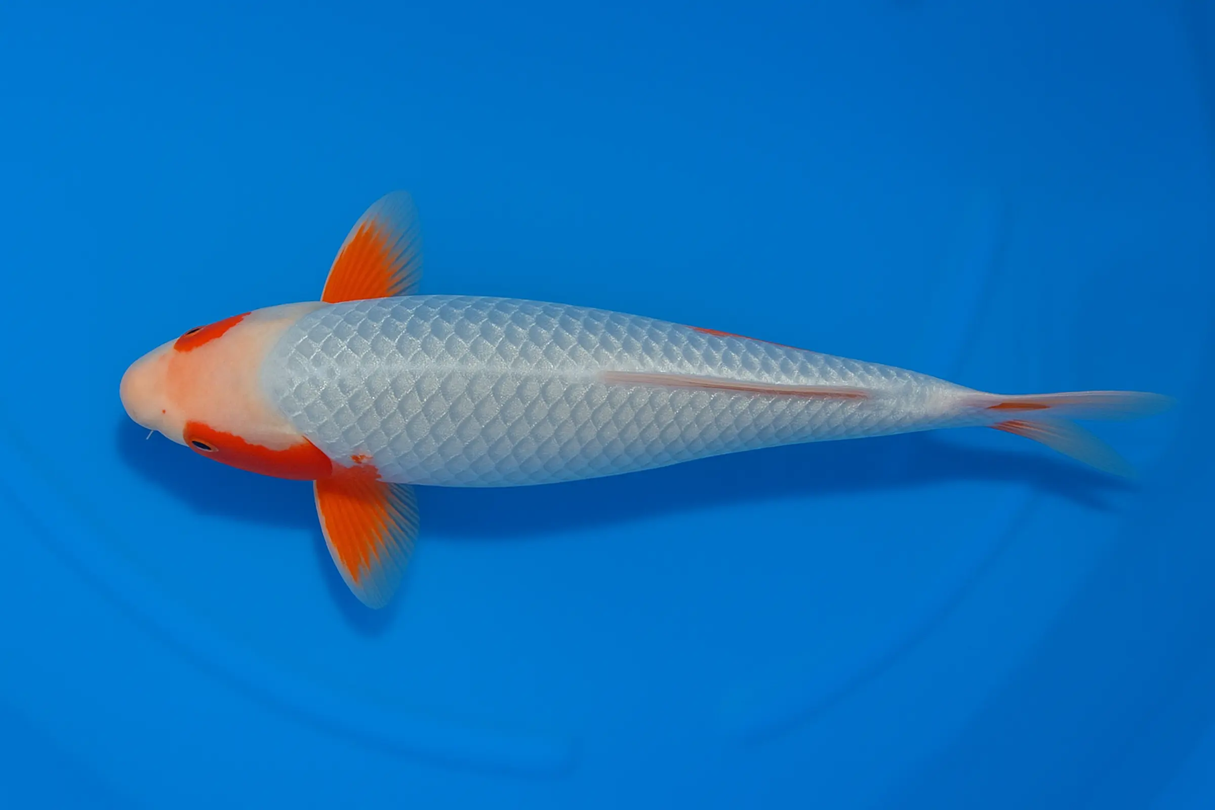 Koi japonais Yagenji Tosai Ginrin Yuki Asagi, Cyprinus carpio, 13-16 cm