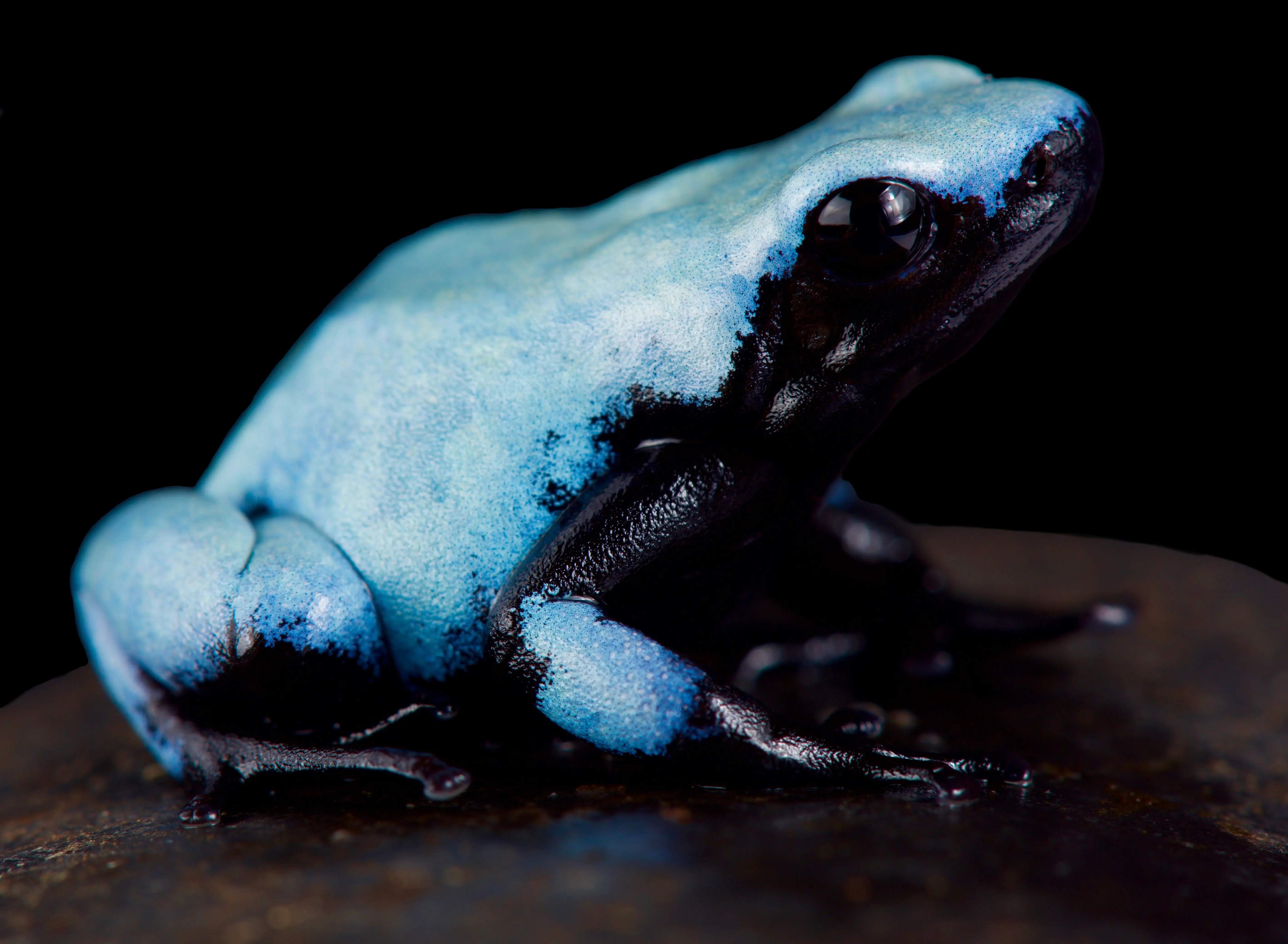 Dendrobate céleste, Adelphobates galactonotus