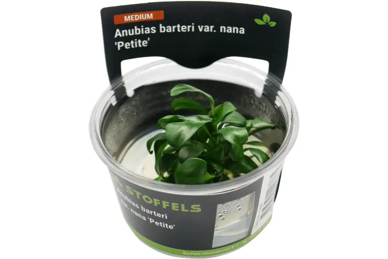 Bonsaï anubias naine, Anubias barteri « Petite », in vitro