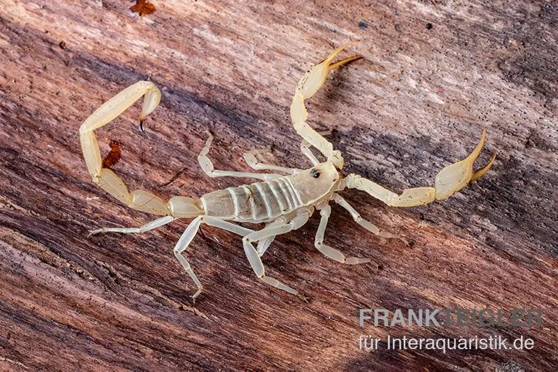 Scorpion d’écorce d’Arizona, Centruroides sculpturatus