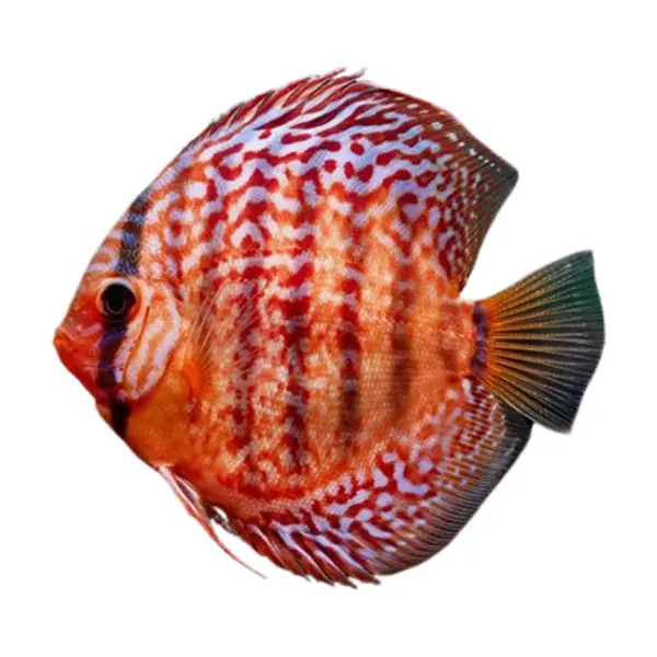Discus
