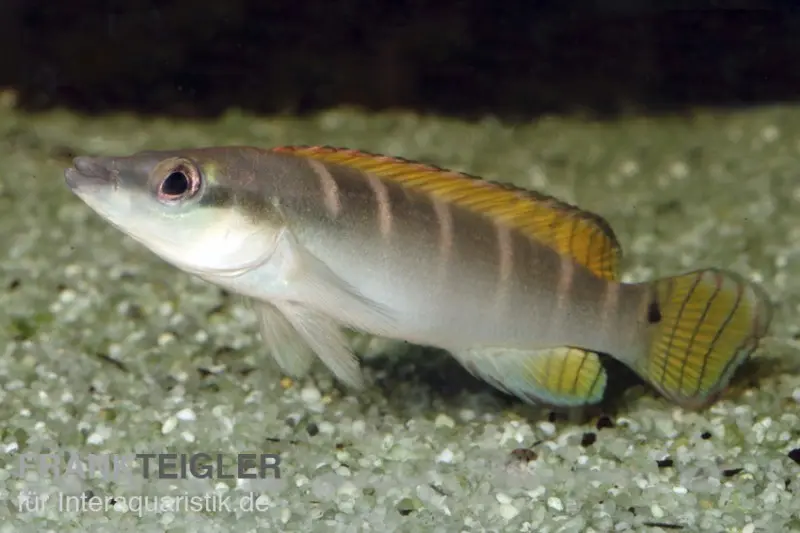Cichlidé brochet à tête étroite, Crenicichla compressiceps, 4-6 cm