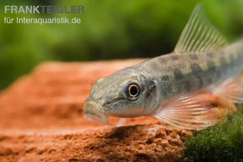 Loche suceuse siamoise, Gyrinocheilus aymonieri
