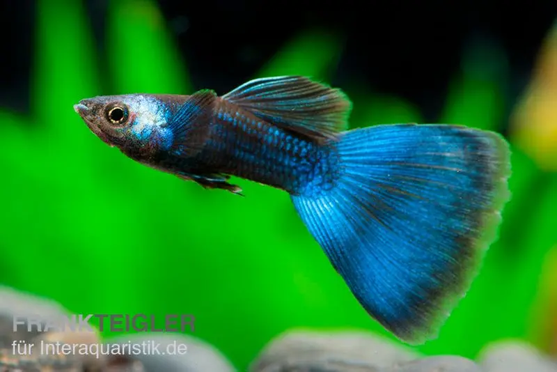 Guppy Moscou bleu, Poecilia reticulata, vendu par paire