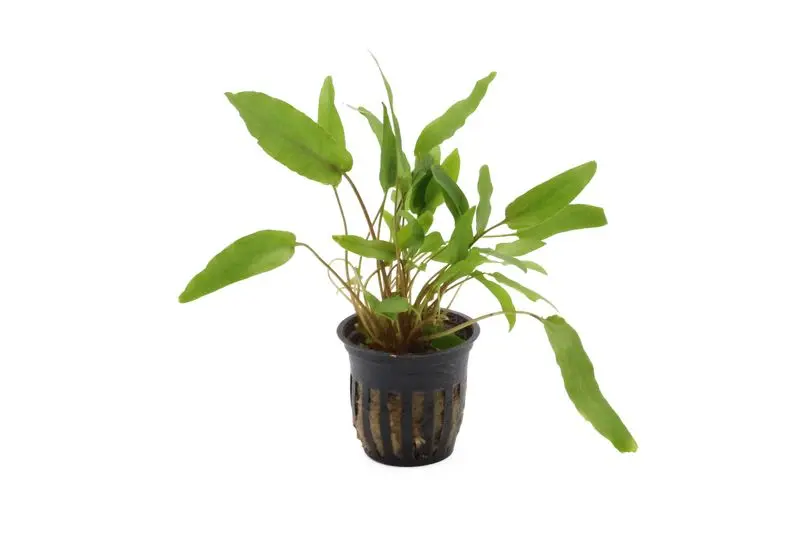 Cryptocoryne de Petch, Cryptocoryne beckettii var. « Petchii », en pot