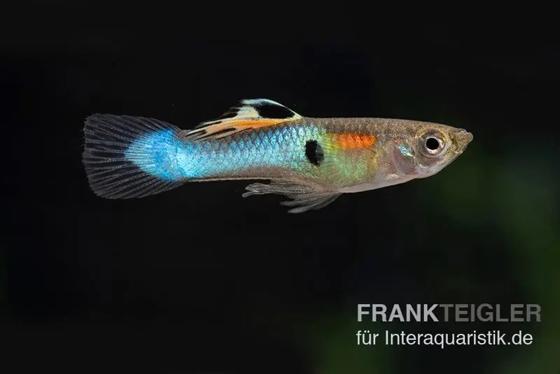 Endler guppy bleu, Poecilia wingei blau, par couple