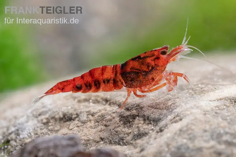 Crevette Extreme Red King Kong, Caridina spec. Extreme Red King Kong (Taiwan Bee)