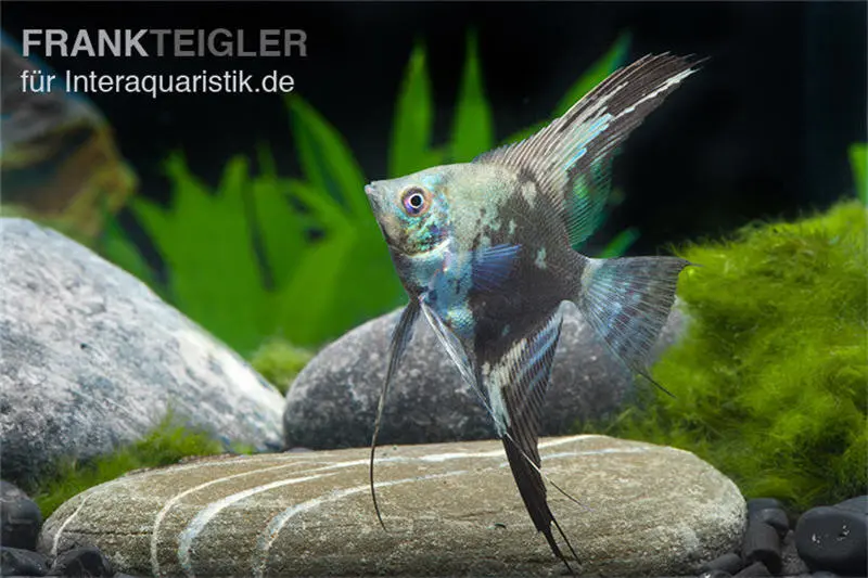 Scalaire léopard bleu, Pterophyllum scalare bleu léopard, élevage allemand