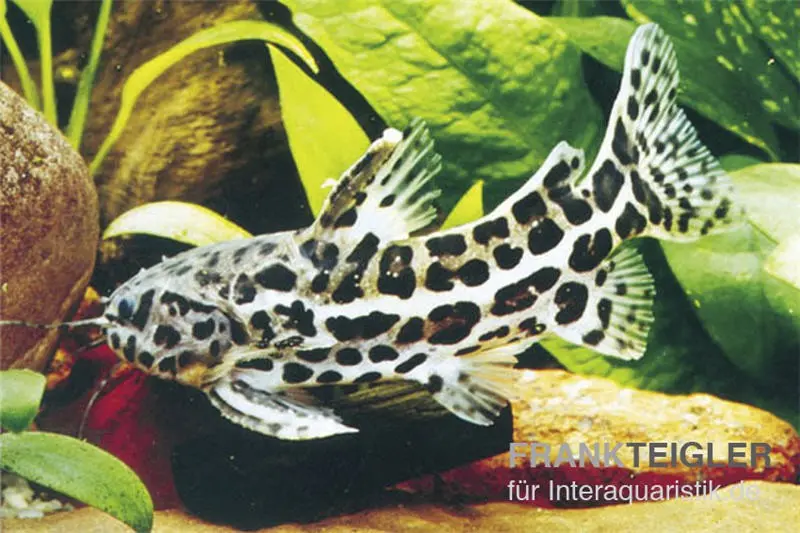 Silure épineux jaguar, Liosomadoras oncinus