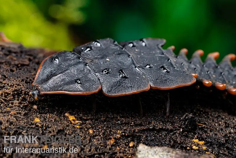 Trilobite, Duliticola sp.