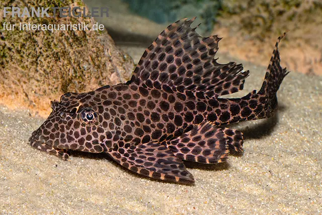 Silure pléco à voile, L165, Glyptoperichthys gibbiceps